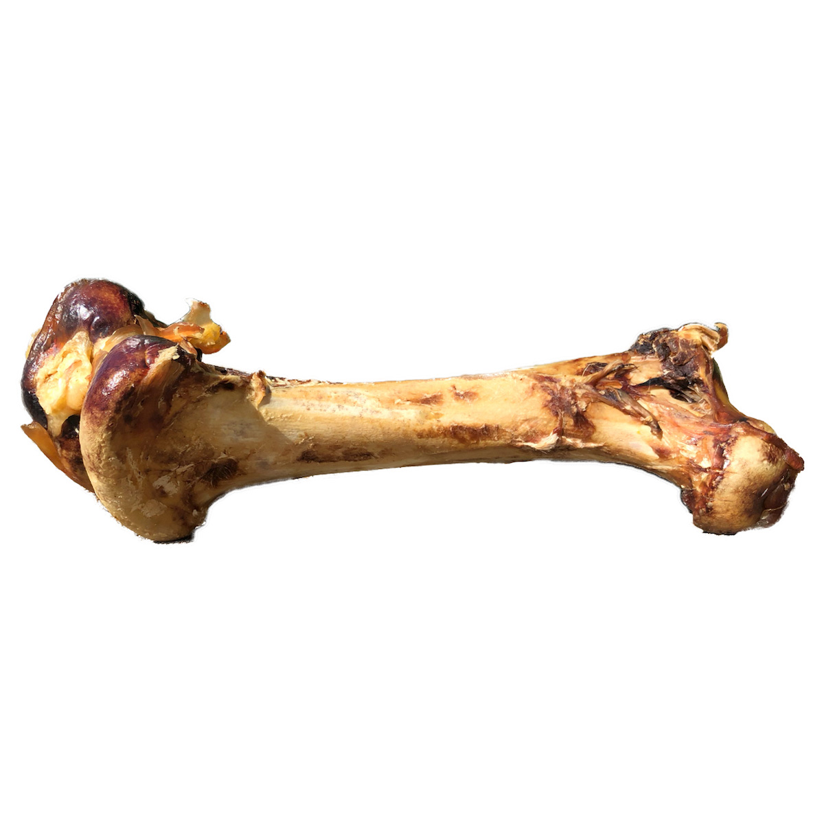 XXL Straußen-Knochen Bild